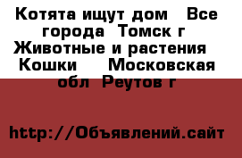 Котята ищут дом - Все города, Томск г. Животные и растения » Кошки   . Московская обл.,Реутов г.